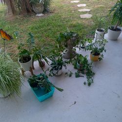 Various Indoor Patio Plants
