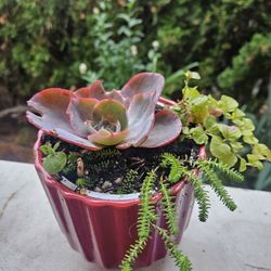 Garden Plant Succulent In Ceramic Pot, Inside Or Outside