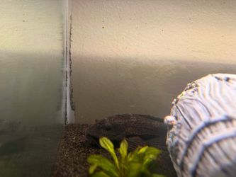 20 gall fish tank with fosh