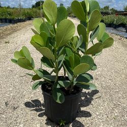 Clusias For Sale Free Local Delivery