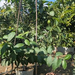 Plantas De Guayabo Mexicanas Con Fruta