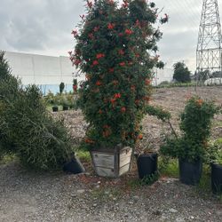 Honey Suckle Plants