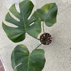 Monstera Deliciosa Green On Green Variegated 