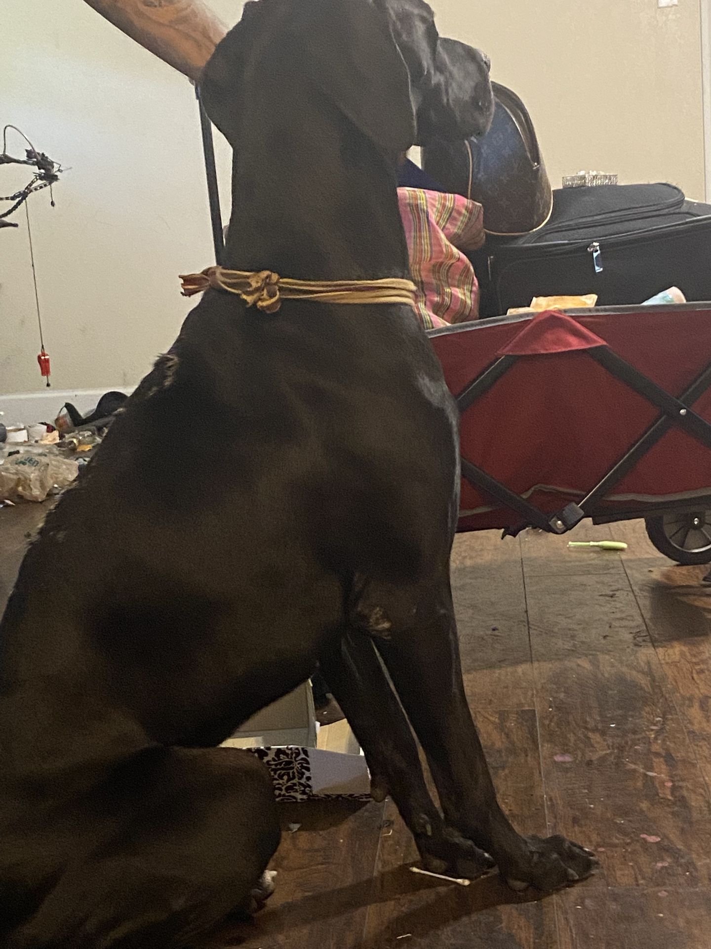 Full Blooded European GREAT DANE !!!! Negotiable