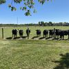 We Got This Farm Rhodes