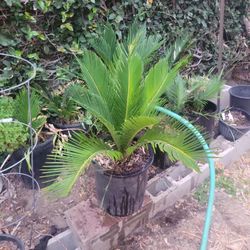 Sego Palm Tree 