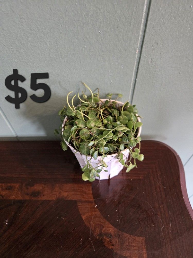 String Of Turtles Plant