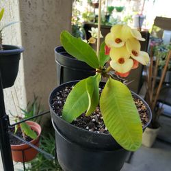 Beautiful Crown  Of Crist  Plant S