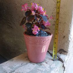 $10 Wax begonia Plant & Pot 