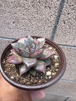 Succulent