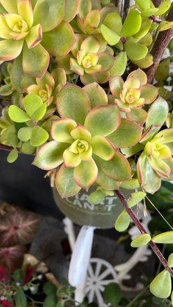 PLANTA JADE Y SUCULENTAS 