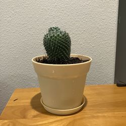 Un Pico Cactus 
