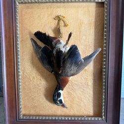 Duck Taxidermy 