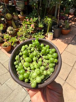 String of Pearls Succulent