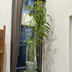 Bamboo Plant