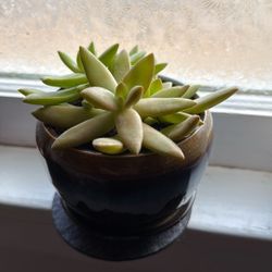 Real Succulents - Echeveria Agavoides 