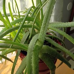 Aloe Plants