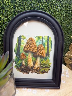 Mushroom picture brand new