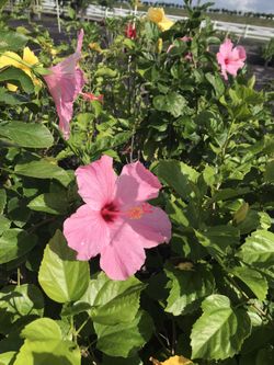 Hibiscus
