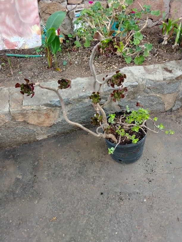 Potted Succulent