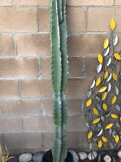 Apple Cerus Cactus 60” tall