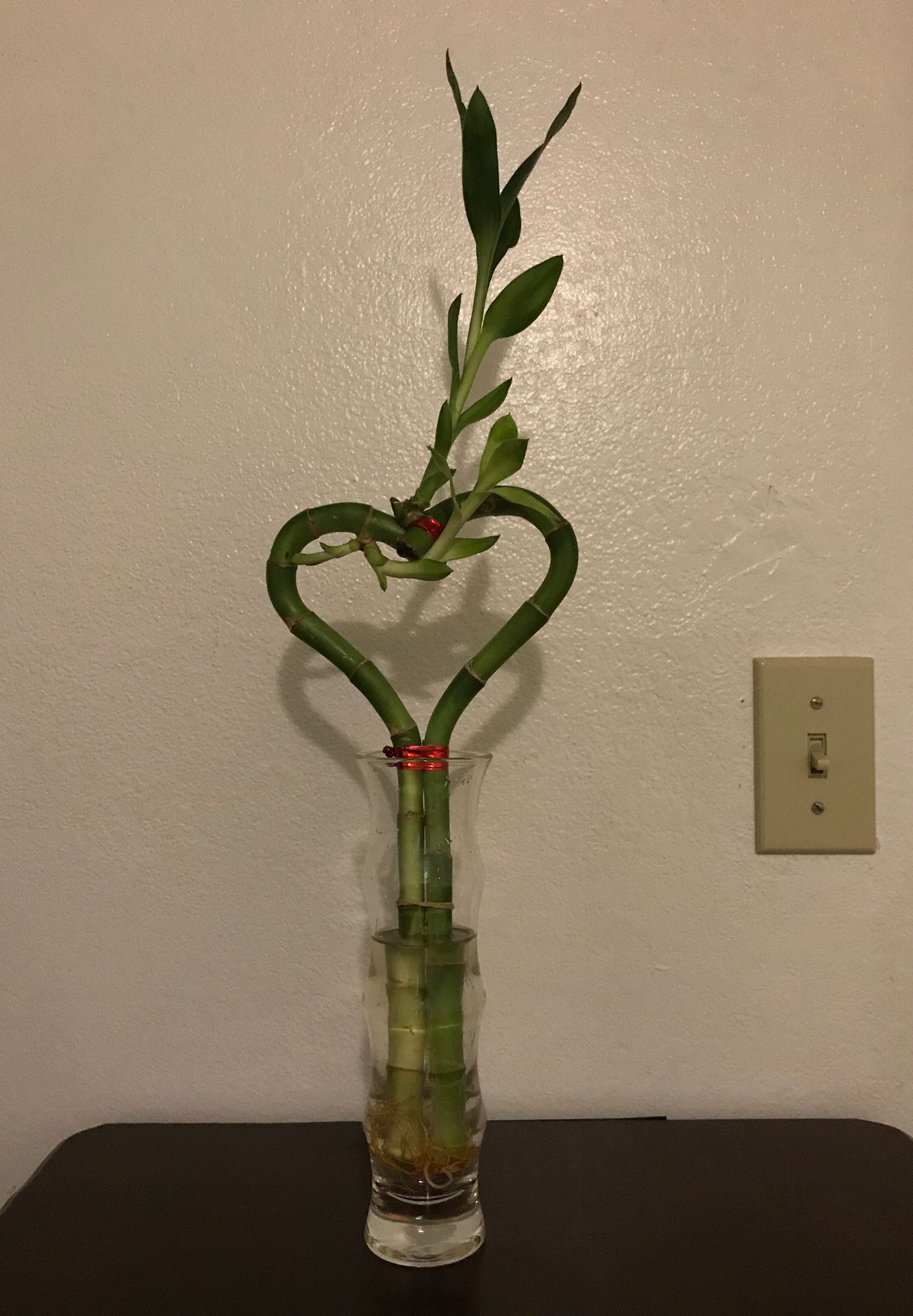 Heart bamboo Chinese plant with glass vase