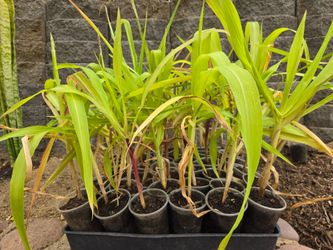 Glass Gem Corn (Gem popcorn), $3 each for 9 Oz cup.