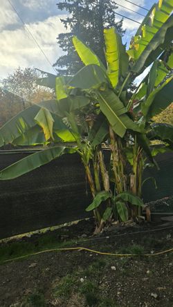 Free Hoja De Platano