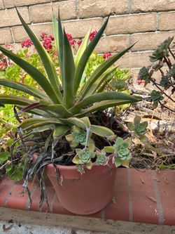Plants