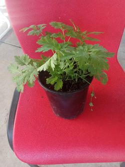 planta de altamisa