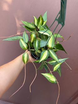 6” hoya macrophylla pot of gold