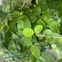 Hoya Mathilde 6 Inch Pot