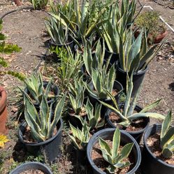 Maguey   