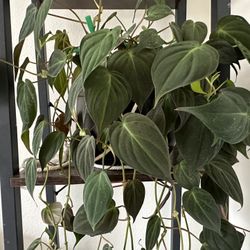 Velvet Philodendron