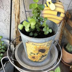 Very healthy elephant ears in a sunflower pot