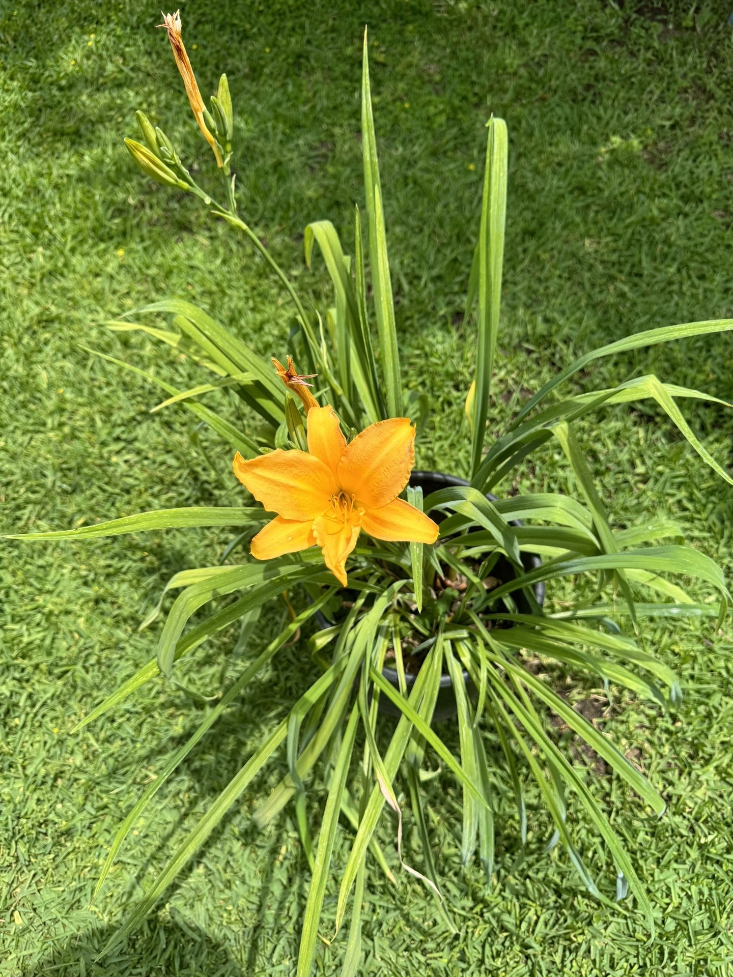 DayLIly Plant