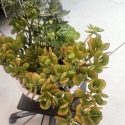 Plant Variety In Terra Cotta Pot