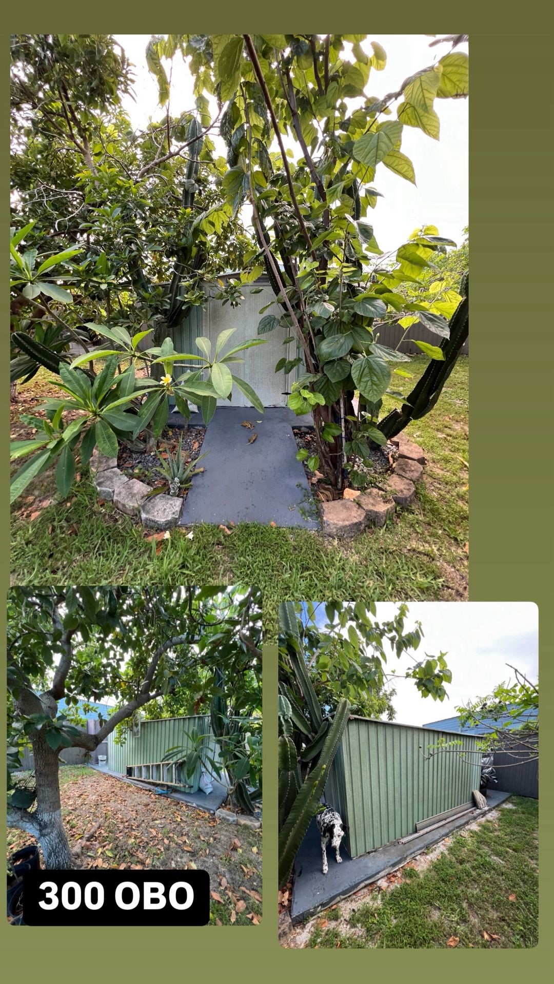 Free Shed
