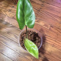 Philodendron Paraiso Verde Plant ( Reverted)