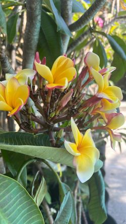 Nature’s Beauty