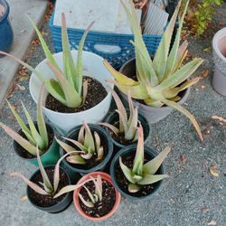 Aloe Vera