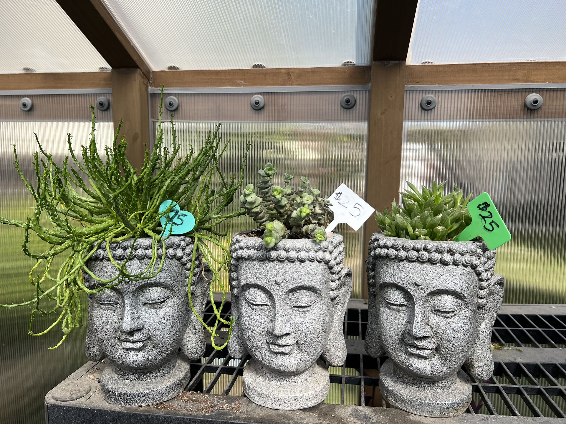 Succulent Heads