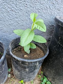 Pink Guava Tree