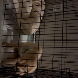 Dog Kennel 