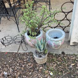 Plants