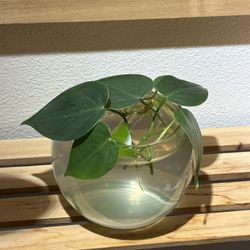 Rooted Heartleaf Philodendron 