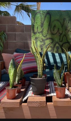 SNAKE PLANTS!!!