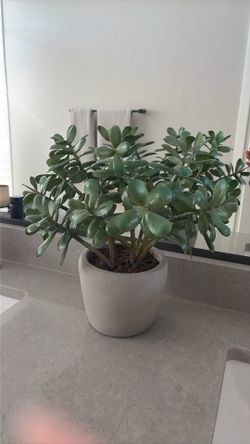 Potted Faux Jade Plant - Crate and Barrerl