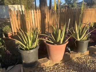 Sábila , aloe Vera big