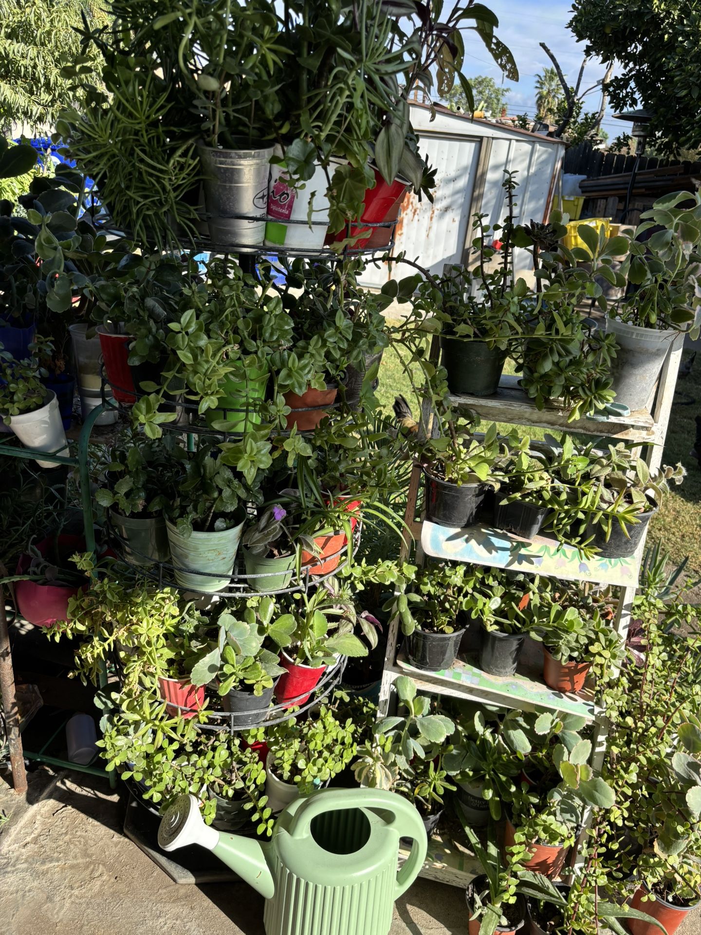 Caridad De Plantas Diferentes Precios De $2 Y Más
